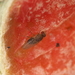 Drosophila funebris - Photo (c) carnifex, some rights reserved (CC BY), uploaded by carnifex