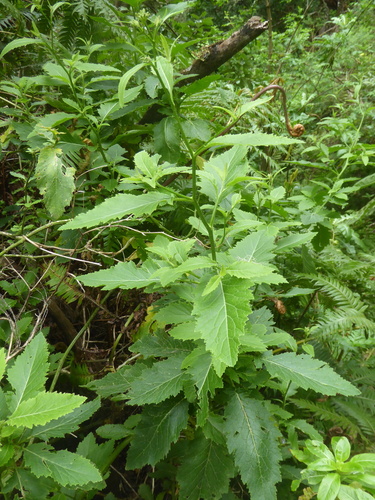 Sinapidendron rupestre, photograph 1