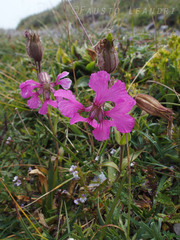 Silene elisabethae