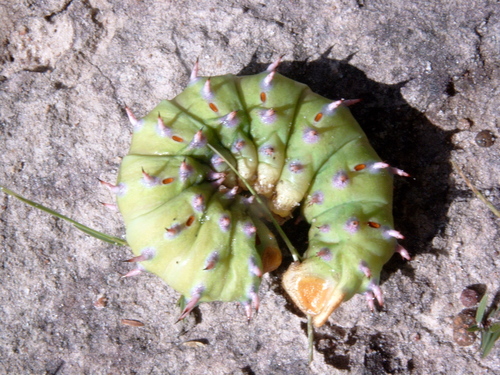 Bunaeopsis licharbas