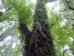 Lithocarpus aggregatus