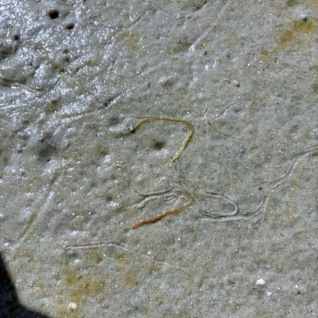 Polychaete Worms from Sarasota Bay, Sarasota, FL, US on February 15 ...