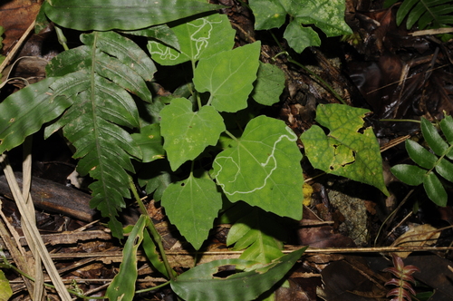 Image of Mikania cordifolia by (c) Grace Merkert, some rights reserved (CC BY)