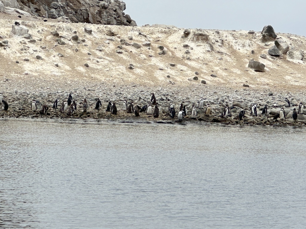 Humboldt Penguin