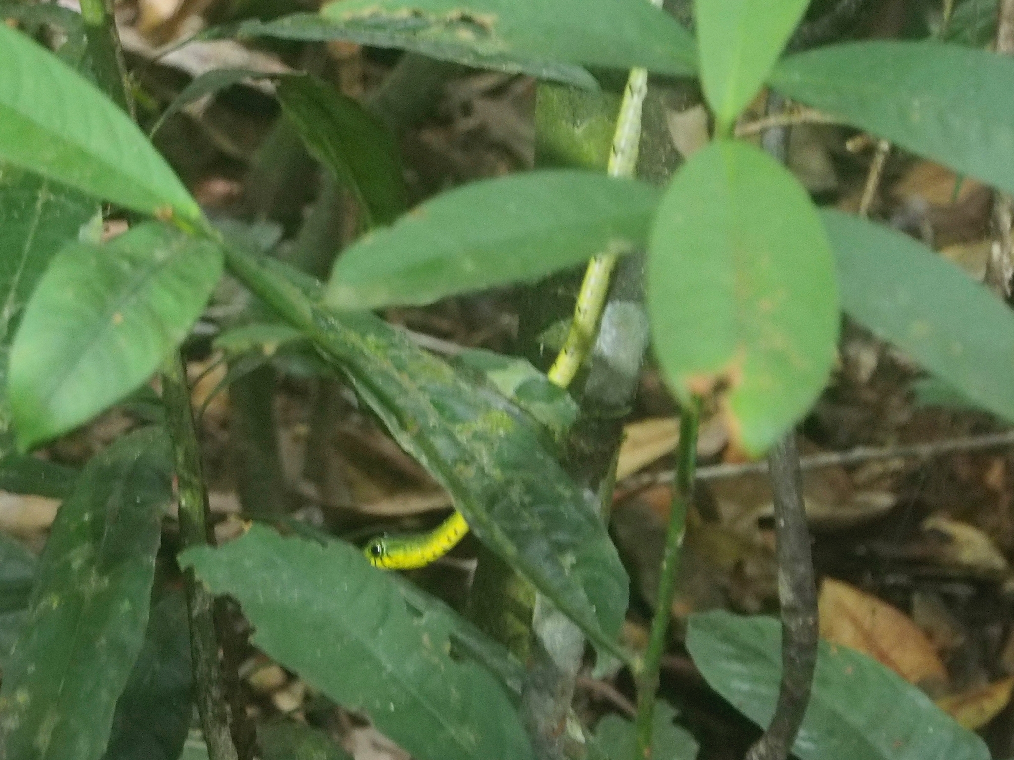 Spotted Dagger-Tooth Tree Snake photo 7