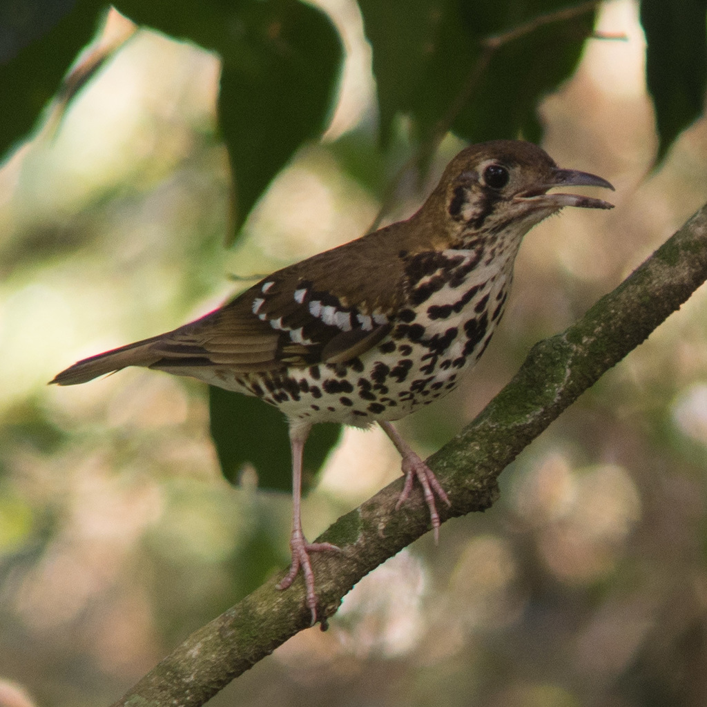 Spotted Ground-Thrush (Geokichla guttata) photo