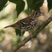 Spotted Ground-Thrush - Photo (c) Eric Gropp, some rights reserved (CC BY)