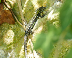 Podarcis muralis
