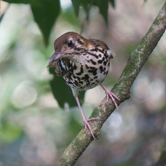 Spotted Ground Thrush photo 2