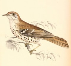 Spotted Ground Thrush photo 3