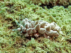 Phyllodesmium