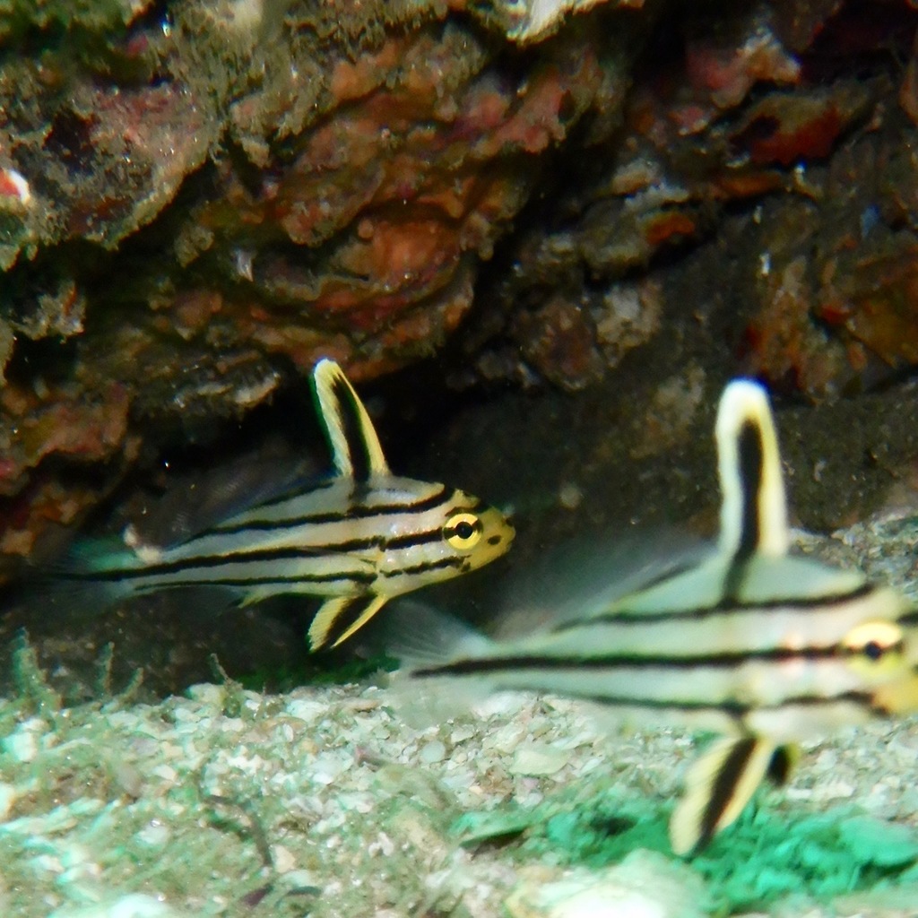 Rock Croaker