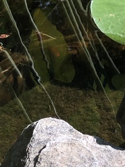 Salvelinus fontinalis