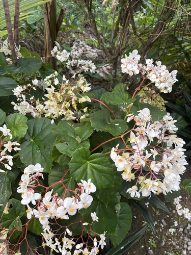 Begonia obliqua