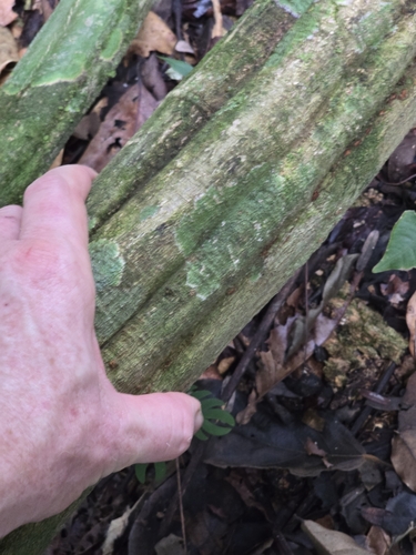 Banisteriopsis caapi, photograph 6