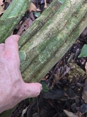 Banisteriopsis caapi, photograph (c) Alan Rockefeller, some rights reserved (CC BY)