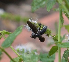 Galactomyia