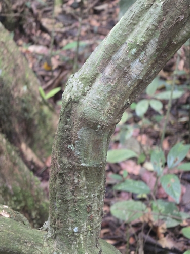 Image of Banisteriopsis caapi by (c) Alan Rockefeller, some rights reserved (CC BY)