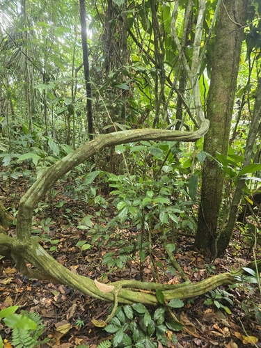 Image of Banisteriopsis caapi by (c) Alan Rockefeller, some rights reserved (CC BY)