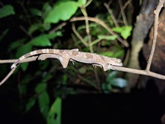 Spiny-Tailed Bent-Toed Gecko photo 2