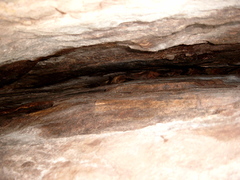 Taphozous nudiventris