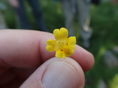 Erythranthe linearifolia