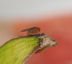 Drosophila immigrans