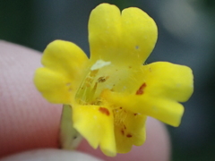 Erythranthe linearifolia