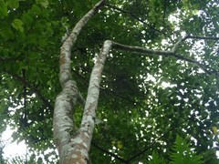 Albizia chinensis