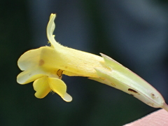 Erythranthe linearifolia
