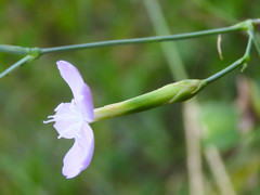 Dianthus ciliatus