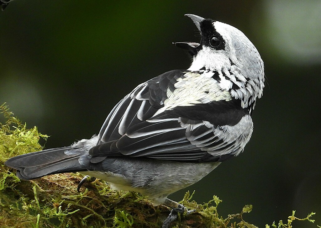 Gray-and-gold Tanager photo