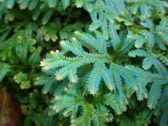 Selaginella uncinata