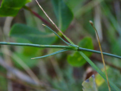 Dianthus ciliatus