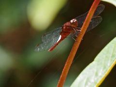 Hadrothemis coacta