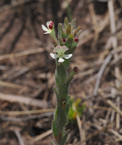 Image of Zaluzianskya microsiphon by (c) desertnaturalist, some rights reserved (CC BY)