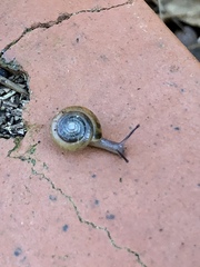 Zonitidae