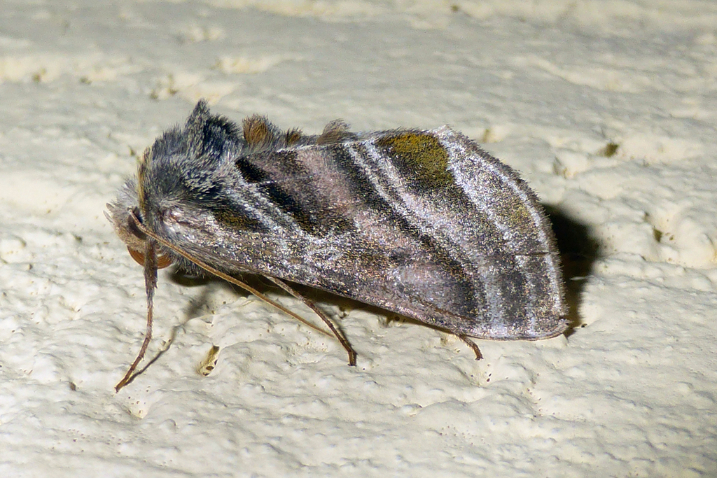 Euchalcia obscurior