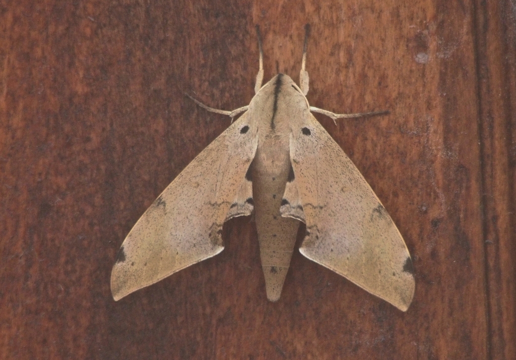 Polyptychus herbuloti