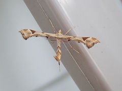 Platyptilia carduidactylus