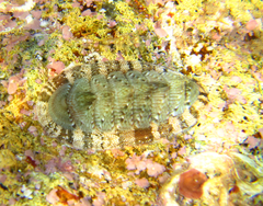 Rhyssoplax olivacea