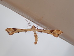 Platyptilia carduidactylus