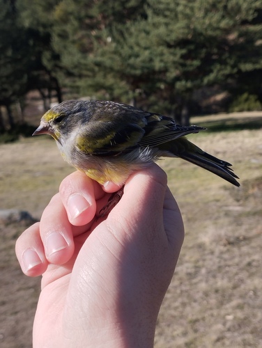 Citril Finch (Carduelis citrinella), photo 10