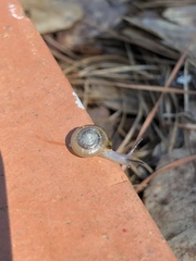 Zonitidae