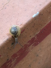 Zonitidae