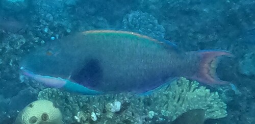 Tweekleurige papegaaivis (Cetoscarus bicolor) — Scaridae — 4