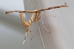 Platyptilia carduidactylus