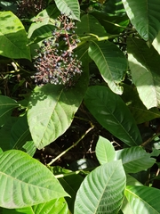 Palicourea guianensis