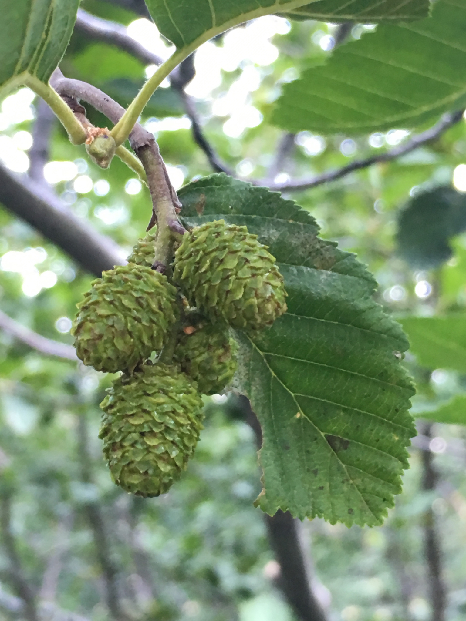 Alnus incana ssp. tenuifolia