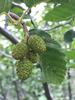 Thinleaf Alder - Photo (c) Damon Tighe, some rights reserved (CC BY-NC), uploaded by Damon Tighe